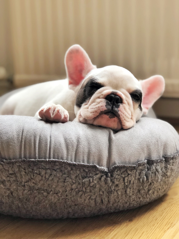 French bulldog puppy sleeping on dog bed