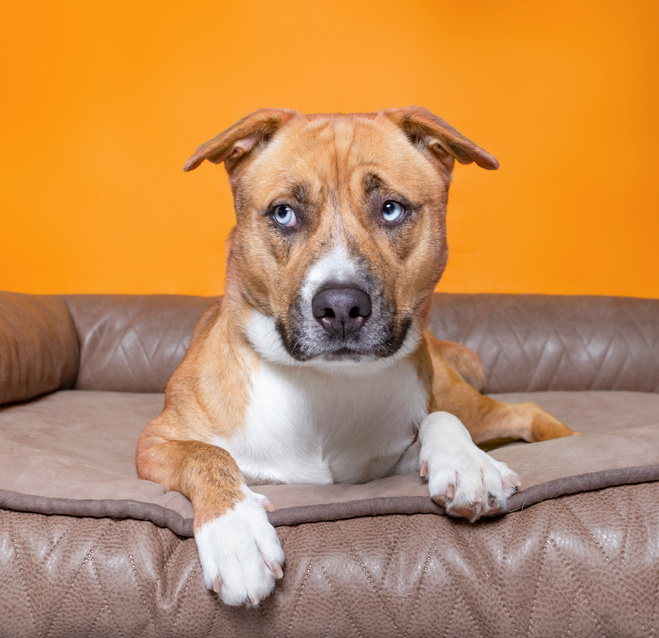Portrait of Sad Dog Resting on Leather Bed