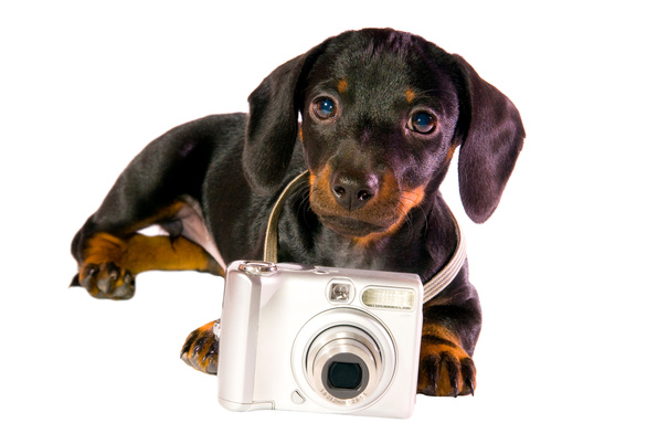 dog with  camera