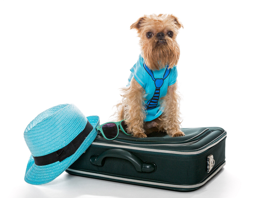 Dog breed Brussels Griffon and a travel suitcase